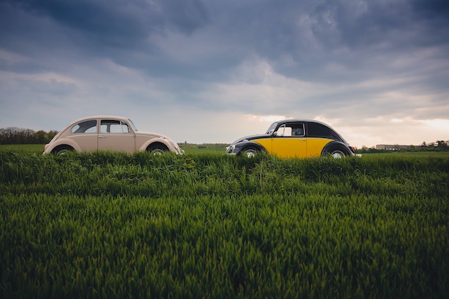 two vintage Volkswagens in a field