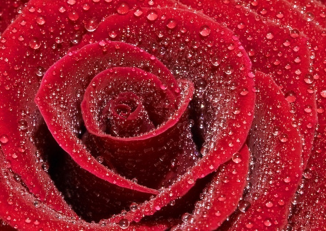 rose blossom covered with dew