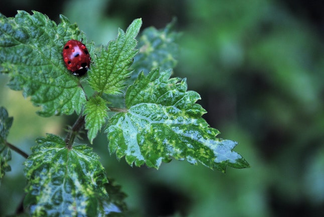Red ladybug on serrated green leaves to illustrate tiny details