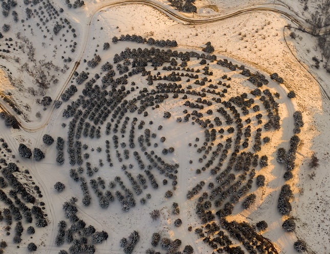 aerial photo of forest that looks like a fingerprint