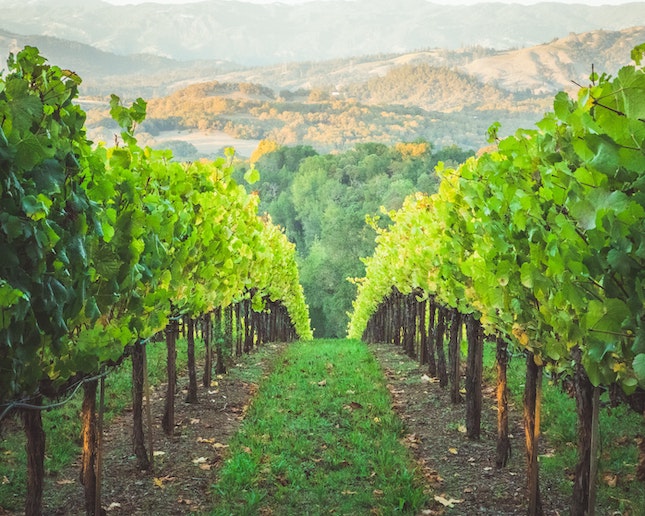 vineyard rows heading into the distance with mountains in the background