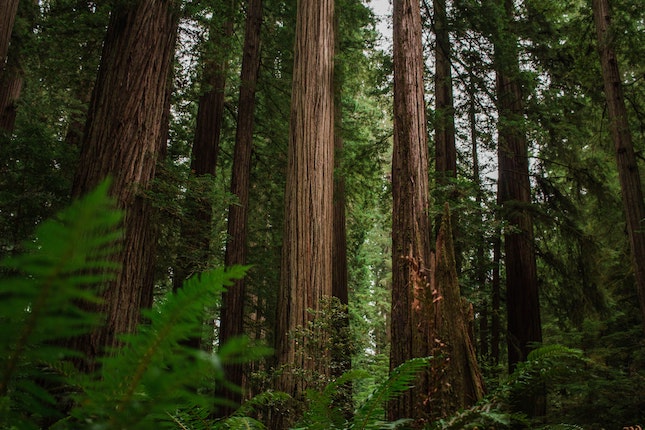 redwood forest