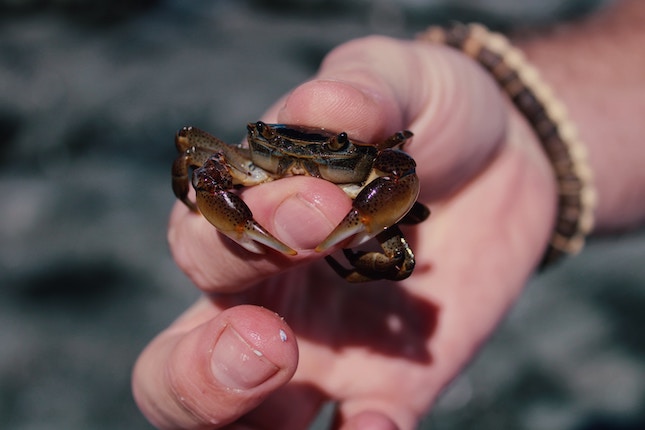 small crab with pinchers held between the thumb and forefinger of a hand illustrating a story's second pinch point