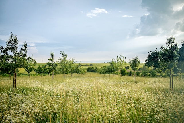 big [icture of meadow with trees in the background