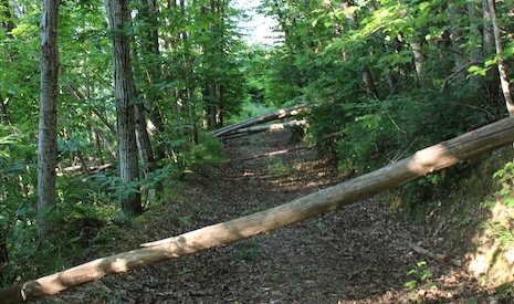 fallen trees blocking a path in the woods illustrating roadblocks