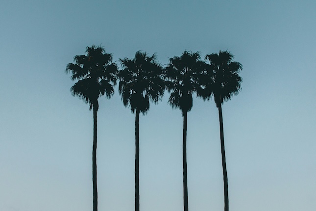 4 king palms against a blue sky