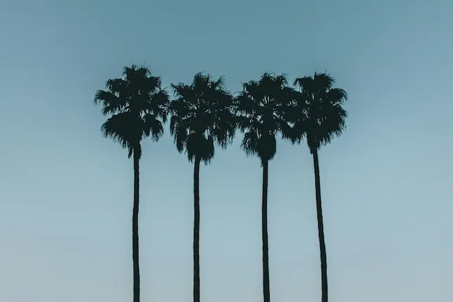 4 king palms against a blue sky